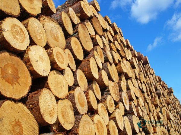 定做運動籃球木地板價位