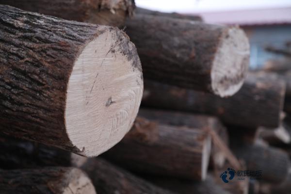 籃球館楓木運動木地板3