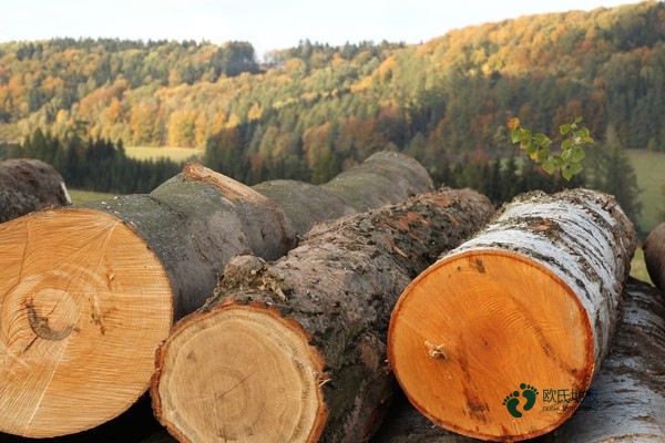 較好的運動籃球木地板每平米價格